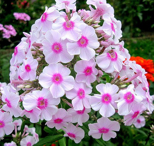 Саджанці ФЛОКСА Miss Holland, фото 1