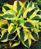 Саджанці ХОСТА Новинка Brim Cup