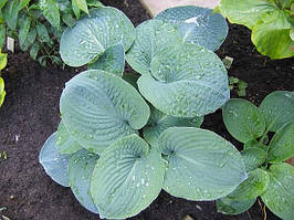 Саджанці ХОСТА Big Father