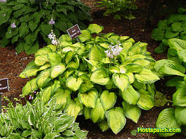 Саджанці ХОСТА August Moon