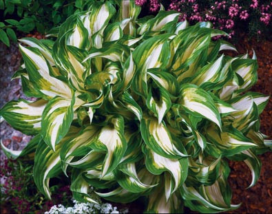 Саджанці ХОСТА Undulata Mediovariegata