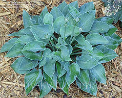 Саджанці ХОСТА Blue Cadet