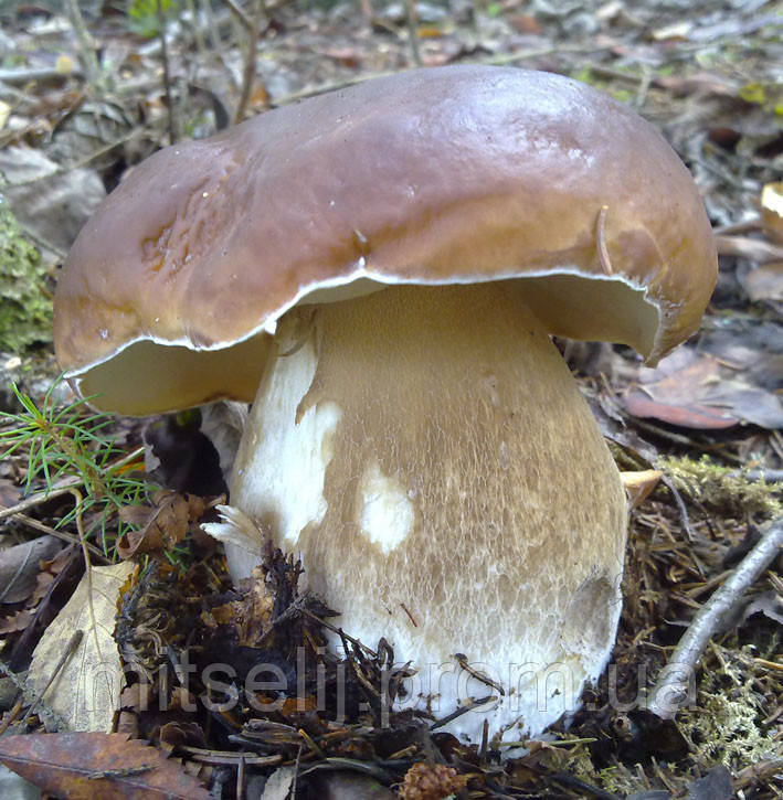 Міцеля Білий гриб дубовий, Boletus quercicola