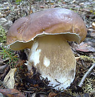 Мицелий Белый гриб дубовый, Boletus quercicola