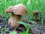 Міцеля Білий гриб дубовий, Boletus quercicola, фото 2