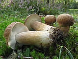 Міцеля Білий гриб дубовий, Boletus quercicola, фото 3