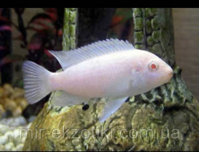 Псевдотрофеус сніговий принц (Pseudotropheus socolofi) 2,5-3см, фото 1