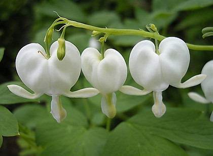 Саженцы Dicentra White(разбитое сердце) - фото 1 - id-p33496369