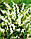 Dicentra White (розбите серце) (1 шт.), фото 3