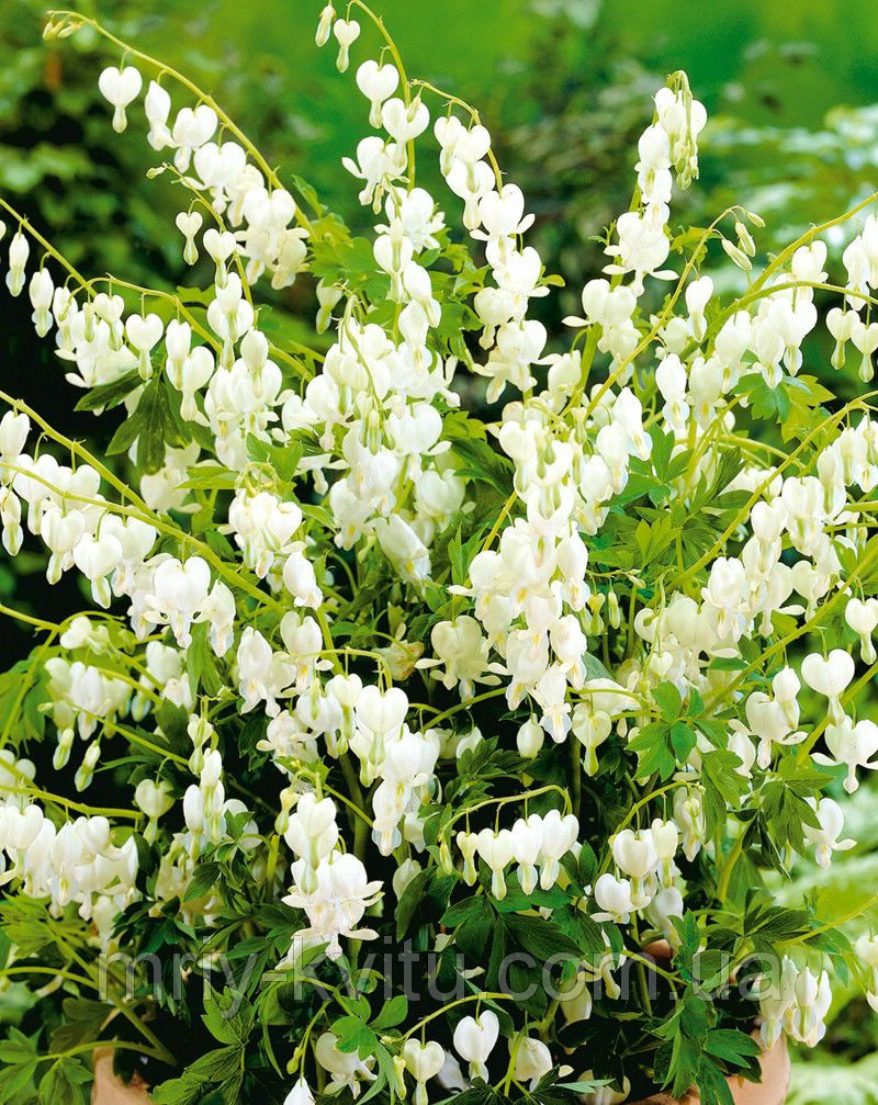 Саженцы Dicentra White(разбитое сердце) - фото 2 - id-p33496369