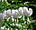 Dicentra White (розбите серце) (1 шт.), фото 4