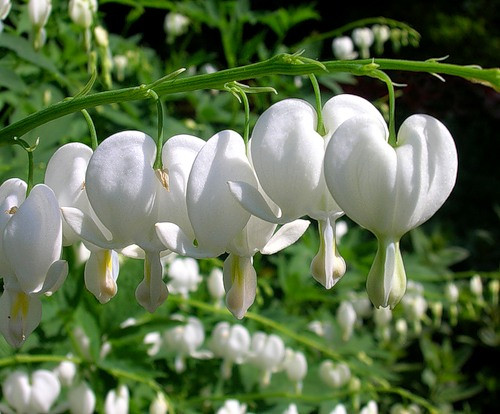 Саженцы Dicentra White(разбитое сердце) - фото 3 - id-p33496369