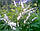 Dicentra White (розбите серце) (1 шт.), фото 5