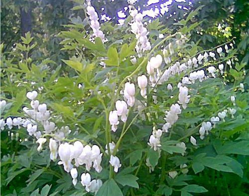 Саженцы Dicentra White(разбитое сердце) - фото 4 - id-p33496369