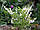 Dicentra White (розбите серце) (1 шт.), фото 6