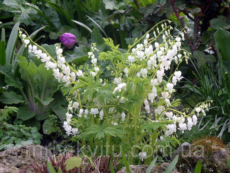 Саженцы Dicentra White(разбитое сердце) - фото 5 - id-p33496369