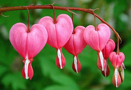 Dicentra Rose (розбите серце) (1 шт.)