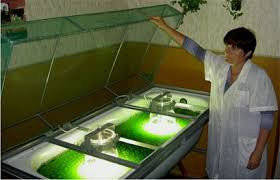 Купить Живая Хлорелла «Био Энергия» 1 л. Для восстановления здоровья ...