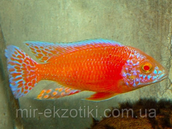 Аулонокара орхідея альбіно (Aulonocara spec. 'orchidea red' albino) 2,5-3см