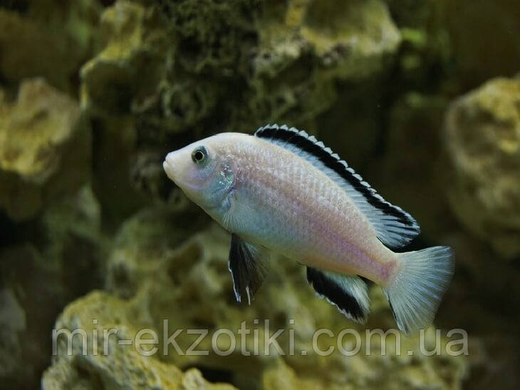 ЛАБІДОХРОМІС ЦЕРЕЛЕУС "НКАТА БЕЙ" (Labidochromis caeruleus white Nkhata Bay) 2,5-3см