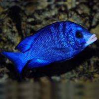 Білогубий дельфін (Placidochromis phenochilus) 4,5-5см