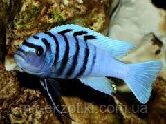 Галерея Риф (Cynotilapia Gallireya Reef)
