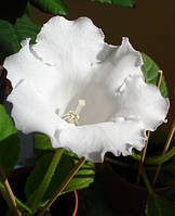 Клубни Глоксиния Mont Blanc