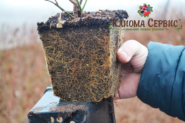 голубика высокорослая купить в Украине, саженцы голубики