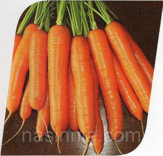 Морковь Престо F1 1 грамм - фото 1 - id-p500690313