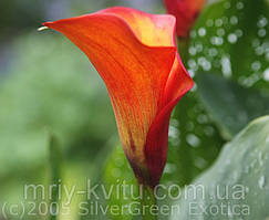 Бульби Кала Hot shot 1 шт.