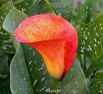 Бульби Кала Mango 1 шт.