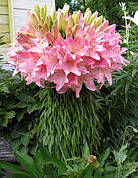 Азіатські лілії