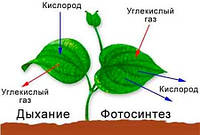 Дихання рослин
