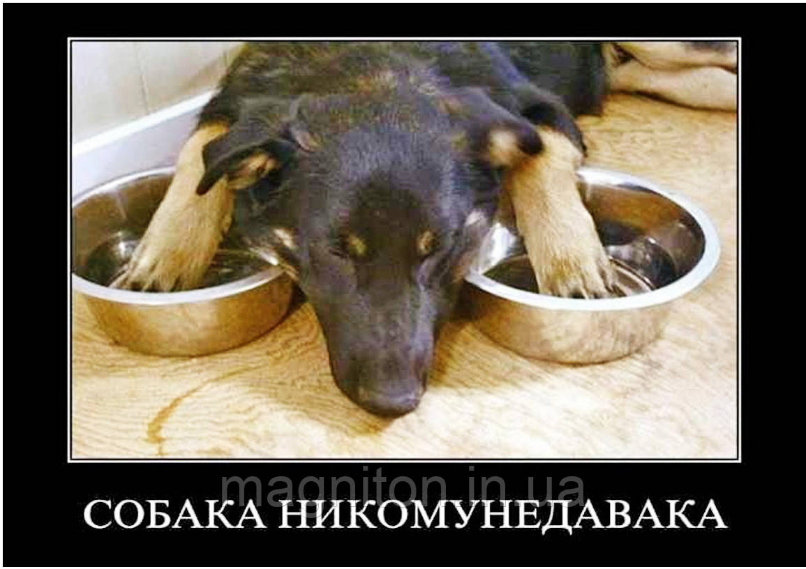 Магніти Приколи