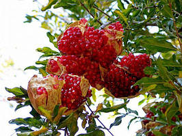 Гранат великоплідний «Конійський зуб» (Dente di Cavallo) 30-40 см. кімнатний