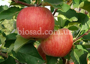 Яблуня Гала (Gala), осінній сорт