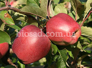 Яблуня Глостер (Gloster), зимовий сорт