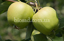 Яблуня Голден Делішес (Golden Delicious), зимовий сорт, фото 3