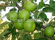 Яблуня Гренні Сміт (Granny Smith), зимовий сорт, фото 5