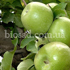 Яблуня Гренні Сміт (Granny Smith), зимовий сорт, фото 3