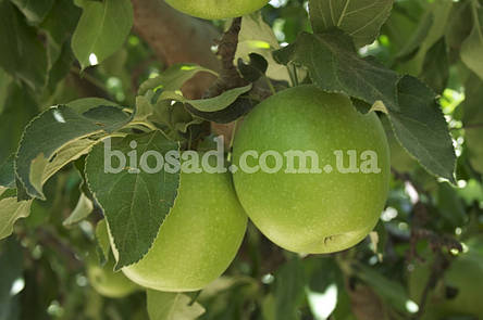 Яблуня Гренні Сміт (Granny Smith), зимовий сорт, фото 1