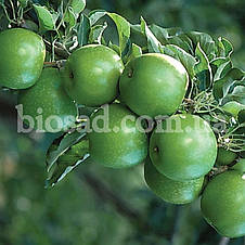 Яблуня Гренні Сміт (Granny Smith), зимовий сорт, фото 4