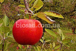 Яблуня Джонаголд (Jonagold), зимовий сорт