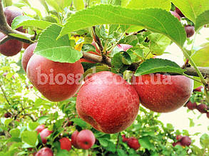 Яблуня Джонатан (Jonathan), зимовий сорт