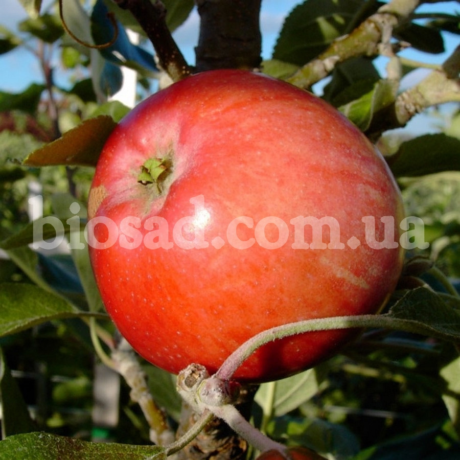 Яблуня Рубін Стар (Rubin Star), осінній сорт