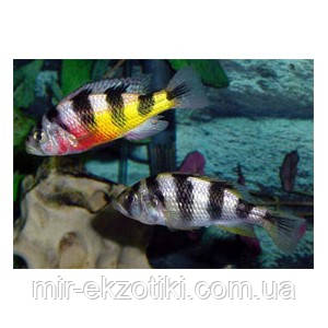 Хаплохромис обликвиденс (Haplochromis obliquidens)