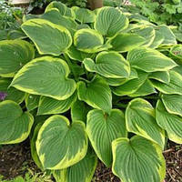 Саджанці ХОСТА Fortunei Aureomarginata