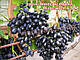 Саджанці винограду середньо-раннього терміну дозрівання Надія АЗС, фото 3