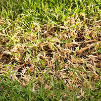 Хвороба газону Захворювання у газону