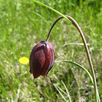 Млявий квітка Температура води погано впливає на газон